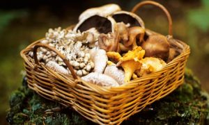A basket of assorted wild mushrooms